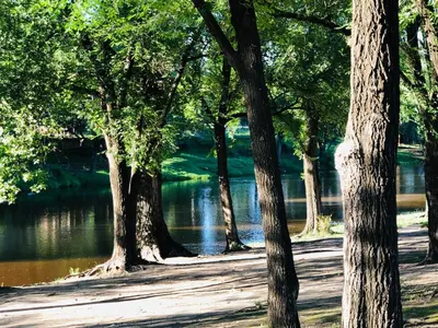 a group of trees in front of a lake at Casa frente al rio San Antonio Playas de Oro Villa Carlos Paz in Villa Carlos Paz