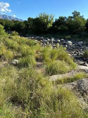 a grassy hill with rocks and trees in the background at El Ashva casa de campo y santuario de caballos in Las Calles