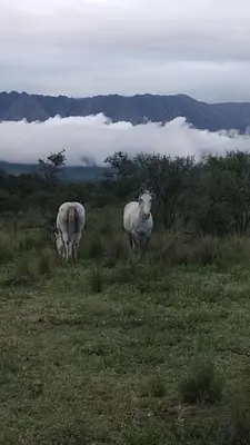 two white horses standing in a field of grass at El Ashva casa de campo y santuario de caballos in Las Calles