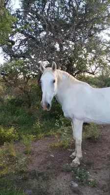 a white horse standing in a field next to a tree at El Ashva casa de campo y santuario de caballos in Las Calles