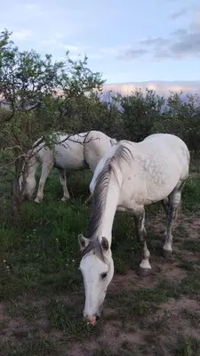 two white horses eating grass in a field at El Ashva casa de campo y santuario de caballos in Las Calles