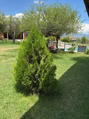 a small green bush in the grass in a yard at Cabañas AdamiS in Villa Cura Brochero
