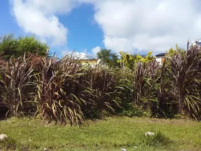 a field of tall grass with a house in the background at Cabañas Vista Ensueño in La Estancia