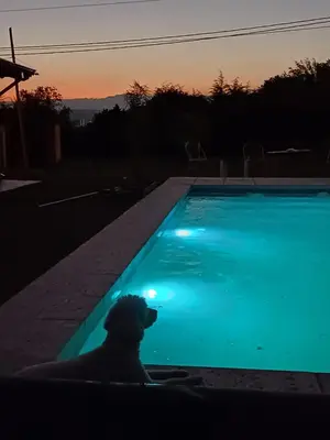 a dog sitting in front of a swimming pool at Cabañas Casa Clara in Santa Rosa de Calamuchita