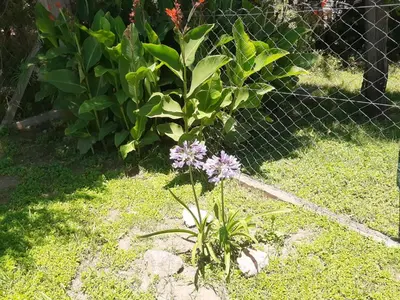 a plant with purple flowers in front of a fence at Casa Emilia Tanti in Tanti