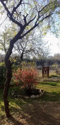 a tree and a bush with red flowers in a park at Cabaña particular no complejo in Santa Rosa de Calamuchita