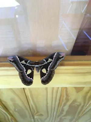 a mask of an octopus sitting on a shelf at Enkel Cabañas in José de la Quintana