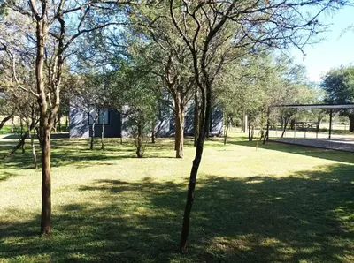 a group of trees in a grass field at Las Lomitas in Carpintería