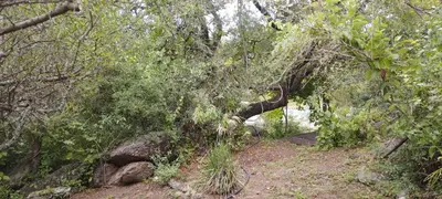 a tree that is leaning over in a field at Cabaña La Peulla in Cuesta Blanca