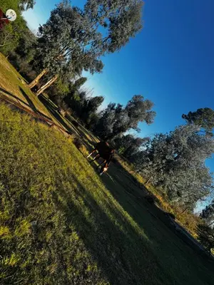 a horse in a field with trees in the background at Amanecerenunsueñoyacanto in El Durazno