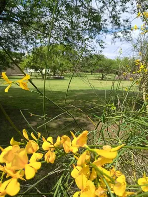 a bunch of yellow flowers in a park at Elparadorlasbajadas in Las Bajadas