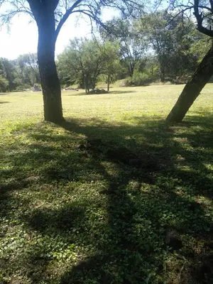 two trees in a grassy field with their shadows at Elparadorlasbajadas in Las Bajadas