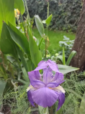 a purple flower in front of a tree at Namaste Apart Cabaña in San Francisco del Monte de Oro