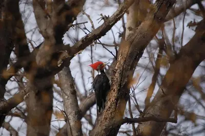 a red bird perched on a tree branch at Namaste Apart Cabaña in San Francisco del Monte de Oro