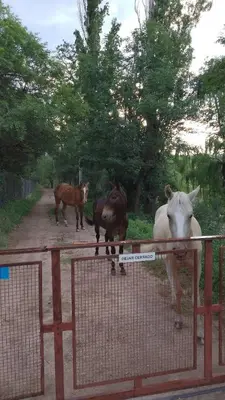 three horses standing on a dirt road with a fence at Cabaña las chinitas in San Lorenzo