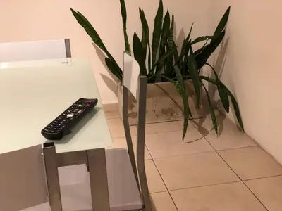 a remote control sitting on a table next to a plant at Chacabuco 3 Depto 1 dormitorio PAX 4 Nueva Cordoba in Cordoba