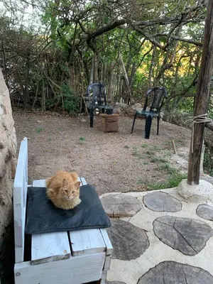 an orange cat laying on a pillow on a table at El Jopi in Tanti