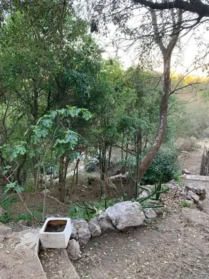 a broken toilet sitting on the ground next to trees at El Jopi in Tanti