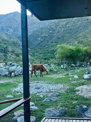 a brown horse grazing in a field of grass at Puesto Kupuka in Villa de Las Rosas