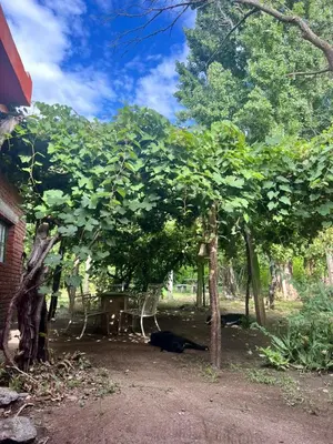 a black cat laying under a tree in a yard at Bendecida Depto in La Paz