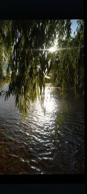 a tree branch hanging over a body of water at CASA - HAUS - Villa Cura Brochero in Villa Cura Brochero