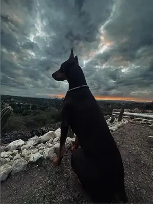 a black dog sitting on the ground looking at the sky at Duplex qurub in Villa Parque Siquiman