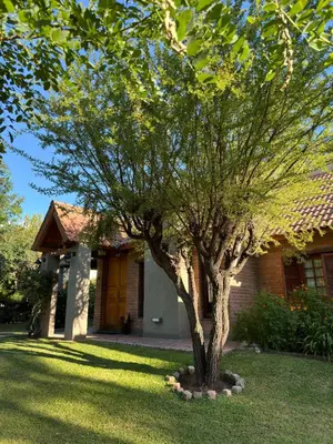 a tree in the grass in front of a house at Shamrock House - Casa de Vacaciones en Merlo, San Luis in Merlo