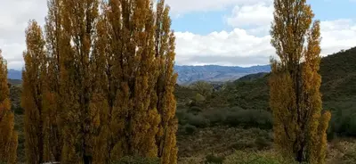 a group of tall trees in a field at Casas Serranas in La Bajada