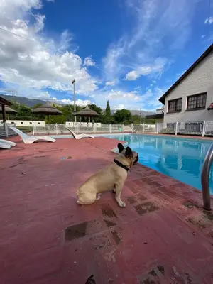 a dog sitting next to a swimming pool at Hotel Sol y Luna in Merlo