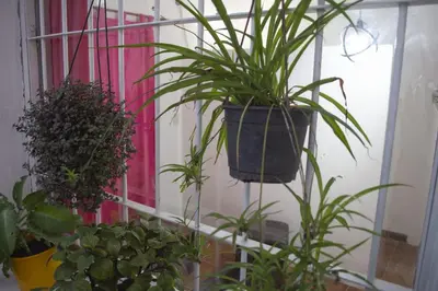 a group of plants in pots on a window at Tierra de Mariposas in Alta Gracia