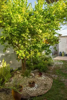 a small tree in a garden with some plants at Tierra de Mariposas in Alta Gracia