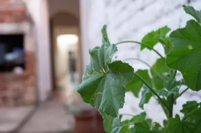 a plant with green leaves in front of a building at Tierra de Mariposas in Alta Gracia