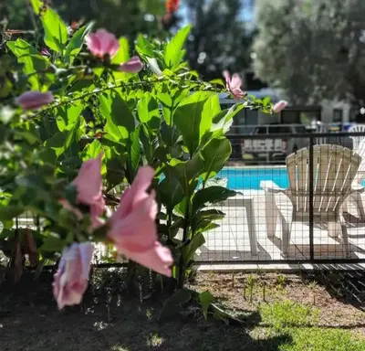 a bush with pink flowers in front of a pool at Apart Centro Zazu in Mina Clavero