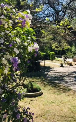 a bush with purple flowers in a park at Apart Centro Zazu in Mina Clavero