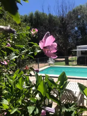 a pink flower next to a swimming pool at Apart Centro Zazu in Mina Clavero