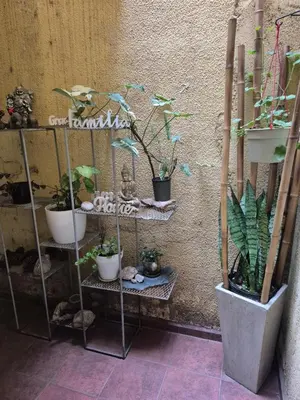a group of potted plants on shelves against a wall at Apartamento en Villa Carlos Paz in Villa Carlos Paz