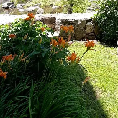 a garden with orange flowers in the grass at Complejo Pichona - Villa Carlos Paz - San Antonio in San Antonio de Arredondo