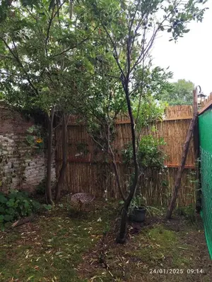 a fence and a tree in a yard at Departamento interno Excelente ubicación in Alta Gracia