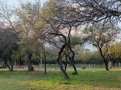 a group of trees in a grassy field at Refugios del Alma 24 in Villa de Las Rosas