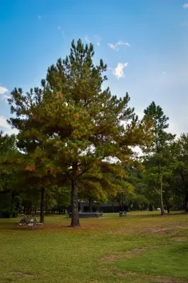 a large tree in the middle of a park at Cabañas del Campo - Solo Adultos in Atos Pampa