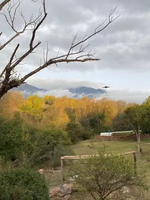 an airplane is flying over a field with trees at Puesto de Montaña - Casa con pileta privada in Los Hornillos