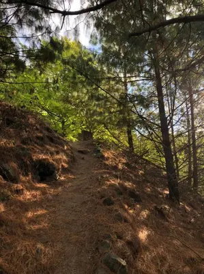 a dirt trail in a wooded area with trees at Adlerhaus in La Cumbrecita