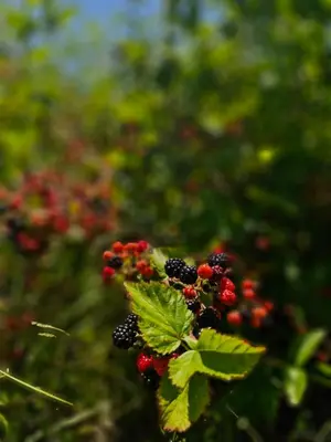 a plant with red and black berries and green leaves at Cabaña Senderos del Champaquí in Villa Yacanto