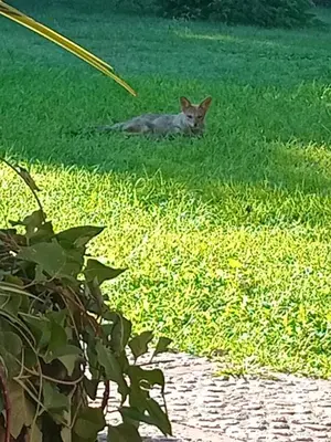 a cat laying in the grass in the grass at Tinkunaco Merlo in Merlo