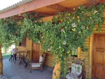 a pergola with a tree in front of a house at Cabaña 1 in Arroyo de Los Patos