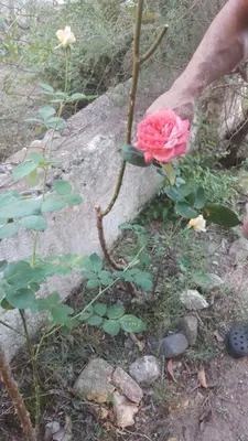 a person holding a pink rose in their hand at Sol y Luna in Barrio Parque El Corcovado