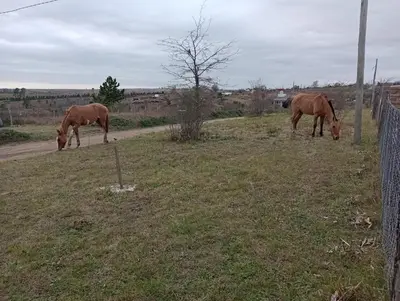 two horses grazing in a field next to a fence at Elmosquetal in Villa Yacanto