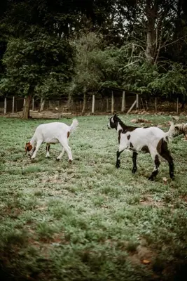 two goats and a dog running in a field at La Bernardita in Villa Berna