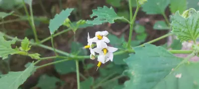 a white flower on a plant with green leaves at Casa FUJI in Villa de Las Rosas