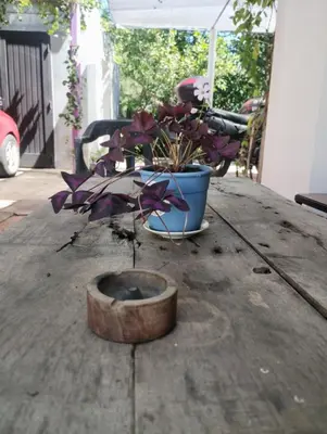 a plant in a blue pot on a table at Gen Viajero Hostel in Merlo